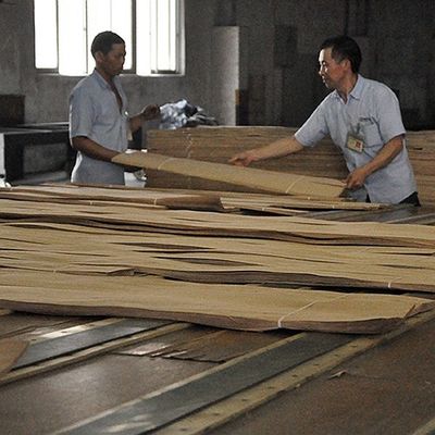الخشب الأبيض الطبيعي غير المعتاد الغطاء الزيتونية الدرجة AA للجدار تغطية سمك 0.5mm