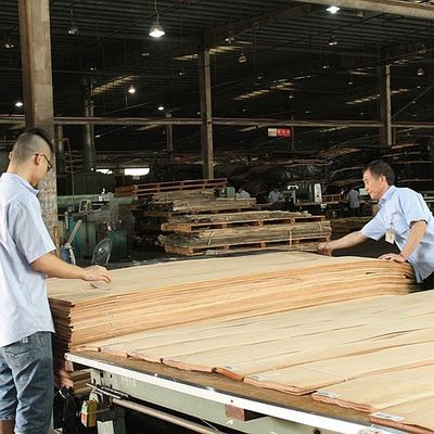 الخشب الصلب أوراق القيقب الأمريكي الدرجة A للقطعة الربع حبة التاج اللون الطبيعي للباب وجه 3200mm فوق