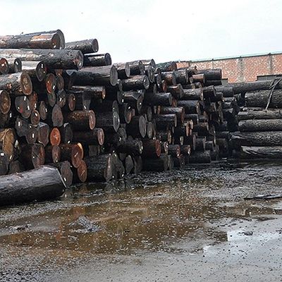 زخرفة قشرة خشب الجوز الطبيعية ممتازة بورل الحبوب لصنع أثاث من الدرجة العالية FSC China Manufacturer