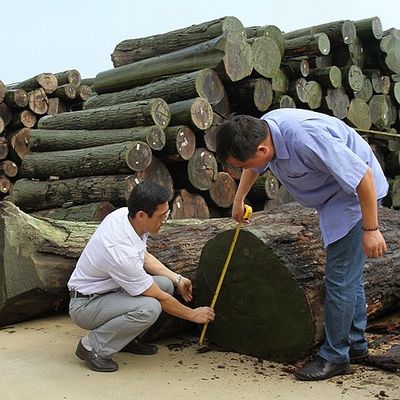 قشرة مستقيمة من خشب الماهوجني الطبيعي للأثاث وأدوات الموسيقى