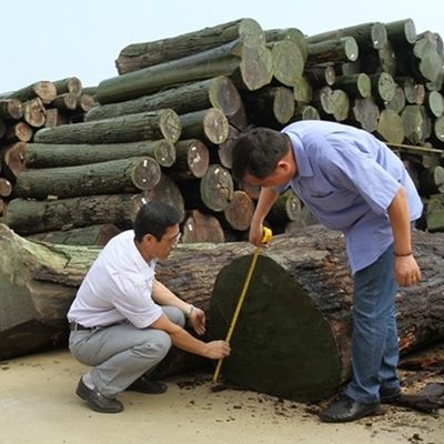 طلاء الخشب الهندسي الرفيع المستوى الخوخ الأوروبي E.WT-X6033C التاج قطع E0/E1 لألواح الجدار 3100mm الصين المصنع